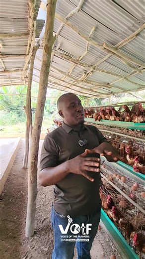 Broilers vs Layers: Which Poultry Farming is More Profitable?