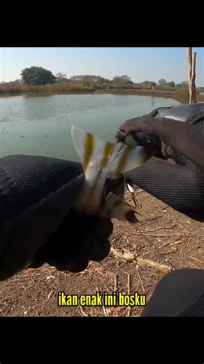 tampil kembali ikan hitam putih 👉 black and white fish reappear