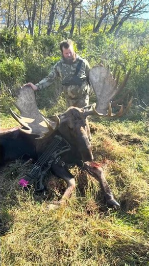 Giant Moose VS Bow & Arrow #moose