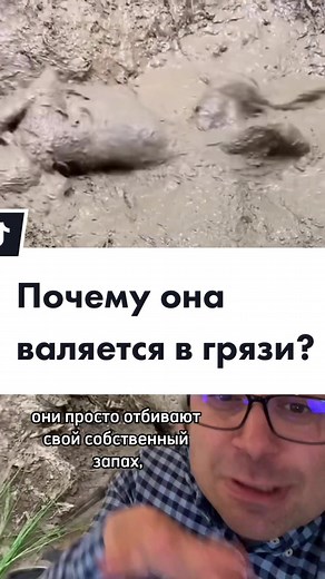 Dog Rescued from Muddy Predicament in Forest