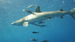 A Blue Shark surrounded by Pilot fish. Near the Azores, a Portuguese...