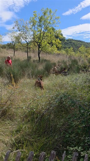 Les chèvres 🐐 se sont échappé chez les voisins 😀 François a réussi a les faire retourner dans leur champ🙃💪 #lejardindeshangrila #chevres | Le jardin de Shangri-La