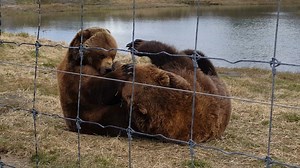 Our chief editor, Susan Sommer, visited the Alaska Wildlife Conservation Center in Portage recently and got to watch the brown bears wrestle from a safe viewing area. It's so fun to see them up close! Some of the center's animals will be featured in our July/August issue. See more about AWCC on their website: www.alaskawildlife.org. | Alaska Magazine