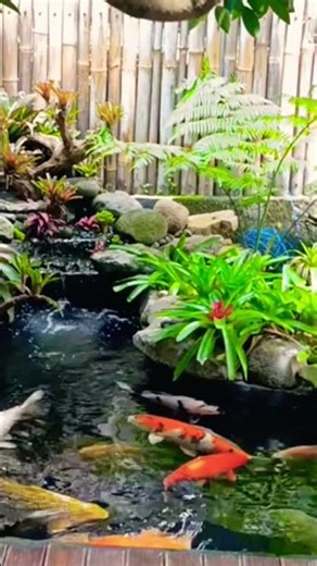 Colorful Fishs Swimming in pond at home #relaxingfish