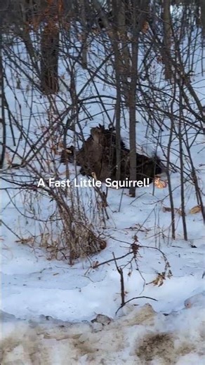 A Fast Little Squirrel! 🐿️ #squirrel