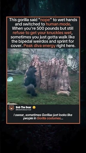 This Gorilla HATES Wet Hands