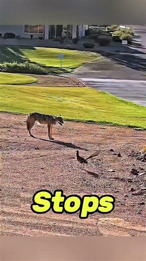 The Fox Was Not Ready for This Bird 🦊🐦🤯