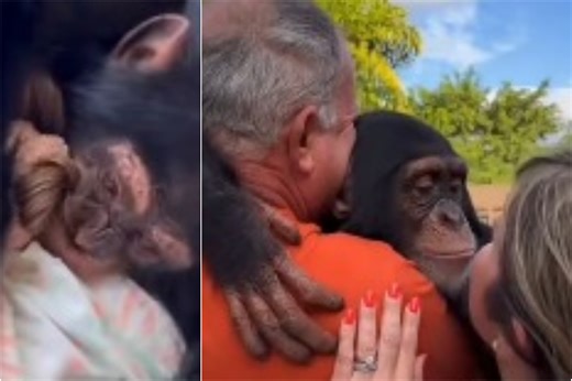 Watch: How a simple gesture bring depressed chimpanzee back to life