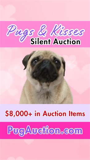 Bidding is now open! The Pugs & Kisses Silent Auction is officially live, and you can start placing your bids today. • Over $8,000 in donated auction items • 100% of proceeds benefit Pug Rescue of San Diego County • Online bidding runs through February 21 Every bid helps provide medical care, foster support, and loving homes for rescue pugs. Browse the items, choose your favorites, and place your bids. 👉 Bid now at PugAuction.com Tag a dog lover and help us spread the word. #PugRescue #SilentAu