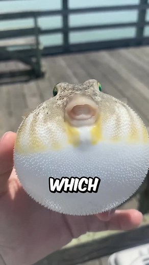 163K views · 2K reactions | Why do chefs press puffer fish? #facts | FactPaw | Facebook