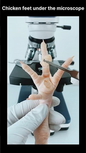 What's Hiding on Chicken Feet? 🔬 #Microscope #ScienceShort #discovery