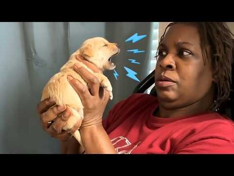 When Dogs Speak English Better Than Humans! 😂 Funny Dog Videos 2026