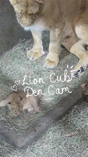 Adorable African Lion Cubs at Woodland Park Zoo