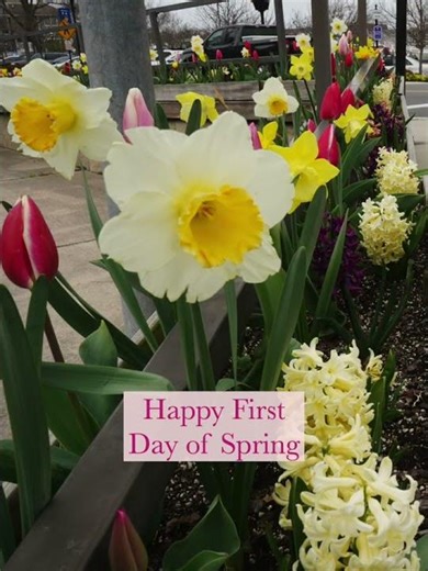 Spring Is Finally Here 🌸 (At Least Somewhere…) #FirstDayOfSpring #SpringBlooms #NatureLovers