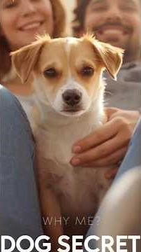 Why Does Your Dog Sit On You? The Real Reason