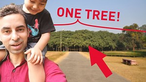 Inside the World’s Widest Tree