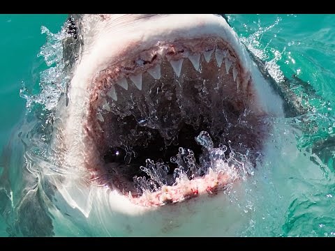 Great White Shark Cage Diving, Gansbaai, South Africa