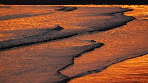Red tide in Florida. Here's what to know about the toxic algae