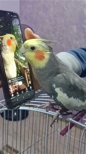 Cockatiel Singing Nonstop 🎶 Real Sounds | Easy Cockatiel Training to Sing & Talk | Happy Bird