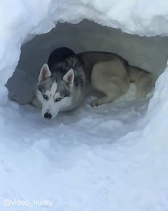 17K views · 109 reactions | You know what, hooman...  .... The snow is so good  | Goofy Husky | Facebook