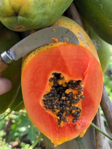 Delightful and Colorful Fruits: A Visual Experience