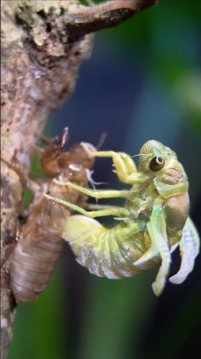 The miraculous transformation of the green cicada #nature #insects #insecticida #cicada #cicadas