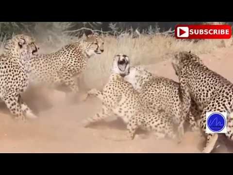 Female cheetah fights off four males during mating season