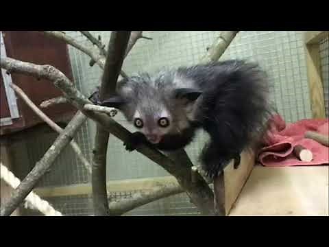 Aye-aye feeding time