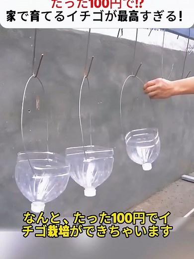 家でできる100円のイチゴ栽培法