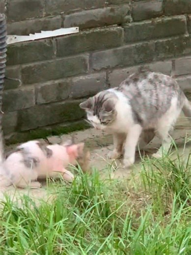 Mama Cat Calling Her Kittens — Cute Cat Video