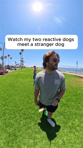 Dog Meeting Etiquette: Introducing Dogs to Other Dogs