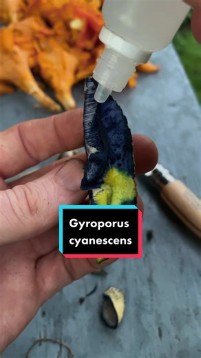 Blue staining boletes are not “active” #mushroomasmr #mycology #chemistry #biology #scicomm #relaxingvideo #Fungi #fascinatedbyfungi