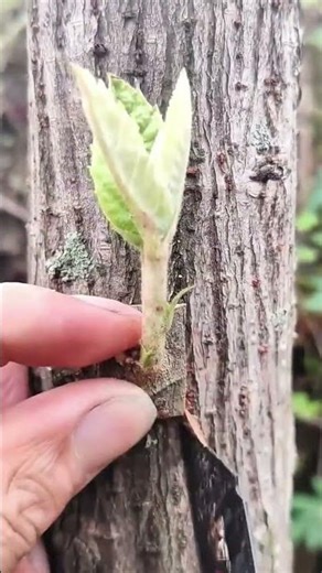 Grafting a young plant shoot carefully onto a tree trunk