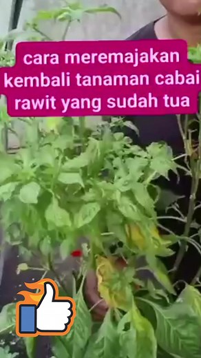 Pruning pohon cabe tua biar aktif berbuah #tanaman #pohon #tips #edukasi #cane #pruning #jangkuan | gubuk tani