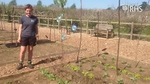Join one of our horticultural students at RHS Garden Wisley to learn how to make the best possible use of your allotment, including ensuring that you're growing the produce that you want to eat, that no area of your allotment lies empty at any time and that you can harvest from your allotment year-round. For daily gardening inspiration to grow better and feel better (plus activities for the kids to do each week), visit rhs.org.uk/growathome #GrowAtHome | RHS - Royal Horticultural Society