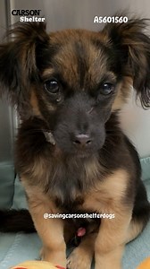 1.5K views · 278 reactions |  Adopted  A5601560 ✰ Unknown...