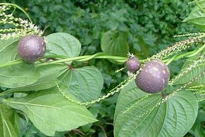 Dioscorea - Alchetron, The Free Social Encyclopedia