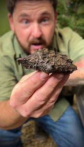 36K views · 2.4K reactions | Don’t eat the ANGRY WATER BROWNIE  | Garden State Tortoise | Facebook