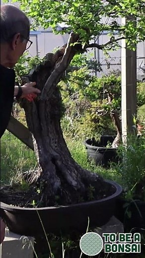 In 1986, Peter Chan began transforming an ordinary hedge into a Bonsai 🌿 #bonsaijourney #bonsaitree