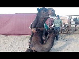 Wow amazing seen of camel winter season enjoy ৷ camel new Video |‪@Robiulahmedkuwait‬ | Camel Mating