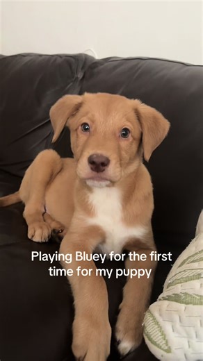 Dogs Love Watching Bluey: A Fun Experience
