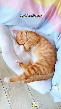 2 types of cats in this world…