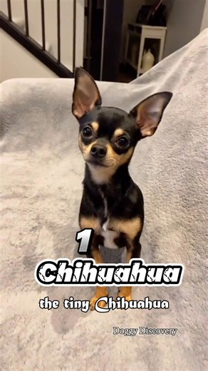 7.1K views · 95 reactions | Meet the 5 Most Intense and Aggressive Dog Breeds Ever! Part 4 | Doggy Discovery | Facebook