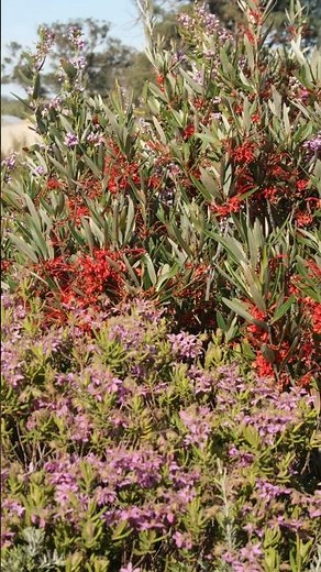 Vaughan’s Australian Plants – Your Ultimate Guide to Rare Native Treasures.