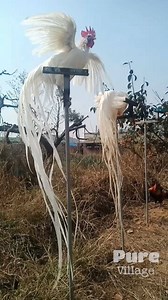 😍Such an Amazing Chicken Farm!!!😍 | Pure Village