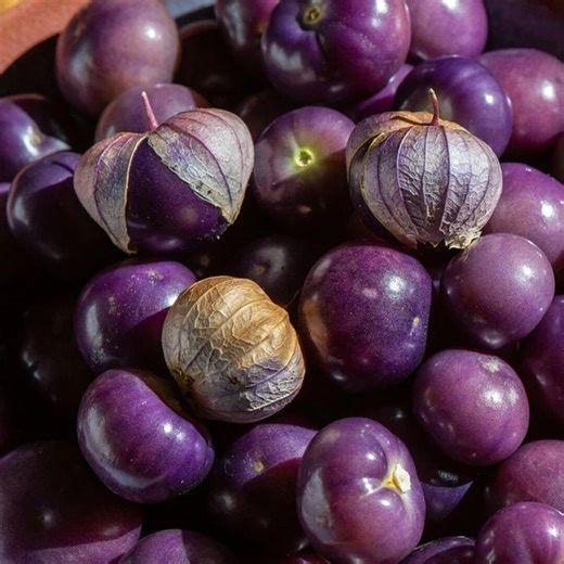 100 Purple Chinese Lantern Seeds, Ornamental Lantern Flower Seeds, Garden Decor Plant Seeds - Etsy