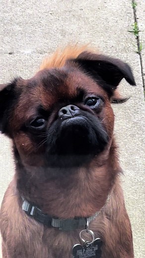 Meet the Enchanting Brussels Griffon: The Hollywood Star of Dogs