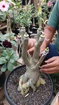 Tips for grafting adenium with many branches easily 👌