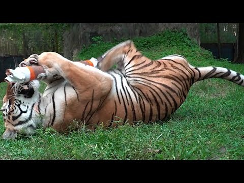 BIG CAT FUN!!