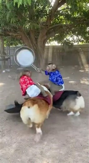 Monkey Fight PART 2 🐒💥 Things Got Out of Control